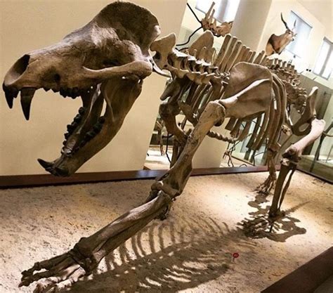 They had largely disappeared worldwide by the late miocene (8 mya), with the latest recorded species at the end of th. Bear-dogs (Amphicyon) | Ancient dogs, Bear dog ...