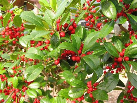 Dahoon Holly Tree Live Plants Ilex Cassine Beautiful Red Berries