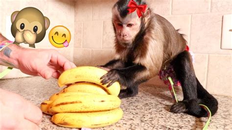 Cute Monkey Tries First Banana Cleans Her Own Mess Youtube