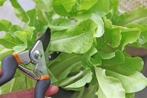How To Cut Lettuce So It Keeps Growing Hunker
