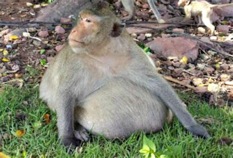 Obese Monkey Nicknamed Uncle Fatty Who Gorged On Tourists Food Sent