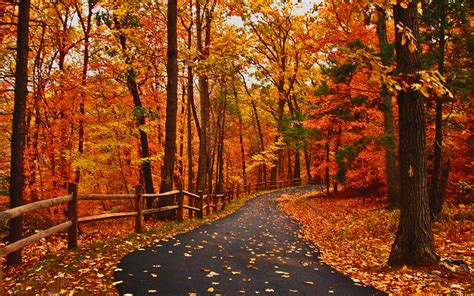 Autumn Road Peaceful Great Walk Path Amazing Forest Orange