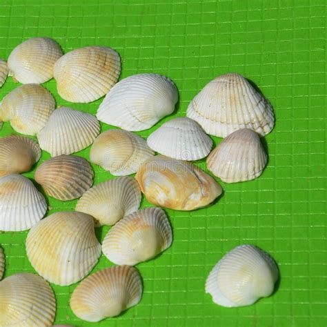 Small Different Seashells Lie On A Light Green Mat Shells At Close