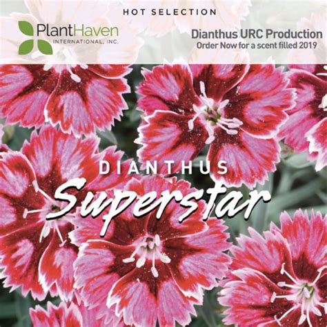 Planthaven Hot Selection Dianthus Superstars Urc Production