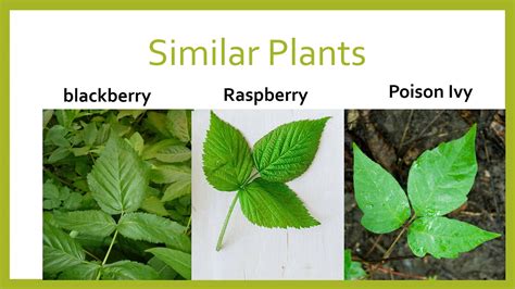 Identifying Poison Ivy And Look Alike Plants Youtube