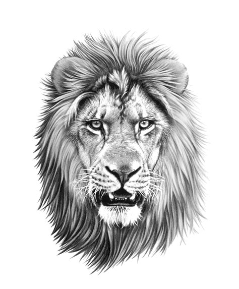 Lion Tattoo Stencil Liontattoostencil Lion Tattoo Design Tattoo My
