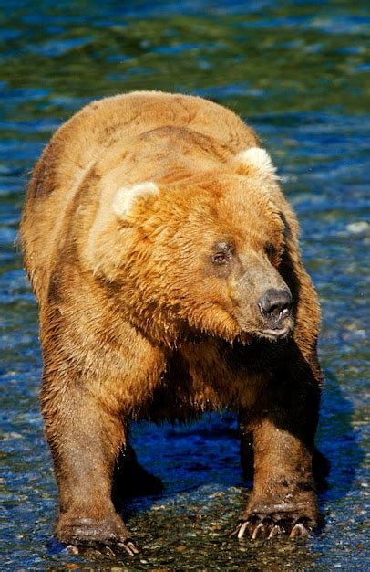Premium Photo Brown Bear Ursus Arctos Standing In A River Waiting For