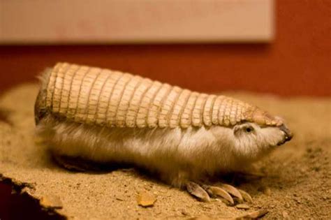 20 Strange Animals You Probably Didnt Know Exist