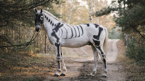 12 Horse Skeleton Facts You Probably Didnt Know