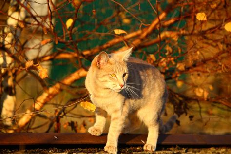 Free Images Wildlife Kitten Autumn Fauna Leaves Whiskers