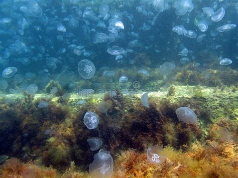 The Underwater World Of The Black Sea Is Diverse Stock Photo Image