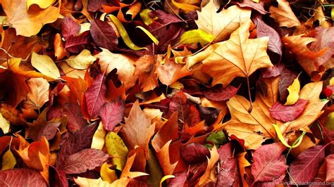 High Resolution Autumn Fall Leaves Wallpapers Hd 8 Full Size