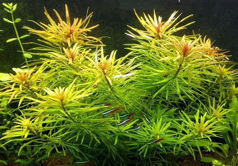 Ludwigia Inclinata Var Verticillata Cuba · Acquariotop