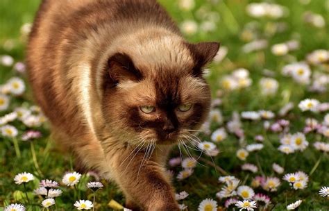 Top 7 Brown Cat Breeds With Pictures Pet Keen