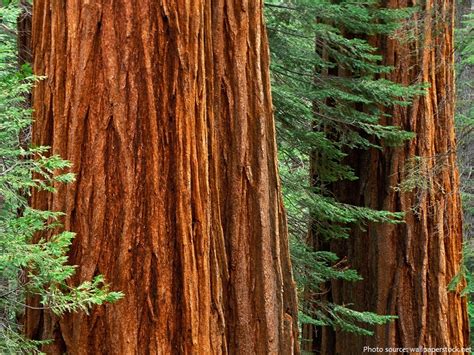 Interesting Facts About Giant Sequoias Just Fun Facts