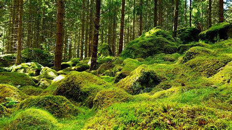 The Moss Covered Swedish Woods Reurope
