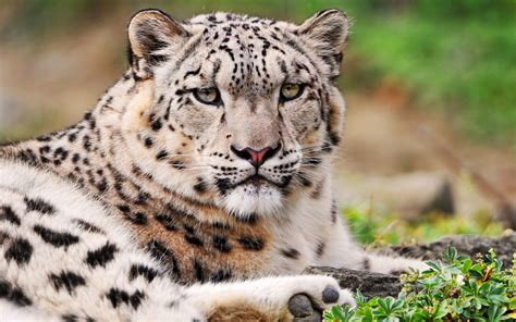 Free for commercial use no attribution required high quality images. White Snow Leopard Wallpapers | HD Wallpapers | ID #9636