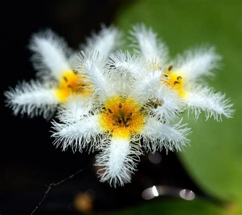 Tanaman teratai pun menghasilkan bunga mempesona yang memiliki warna beraneka ragam. Bunga Tetepok si Water Snowflake - BibitBunga.com