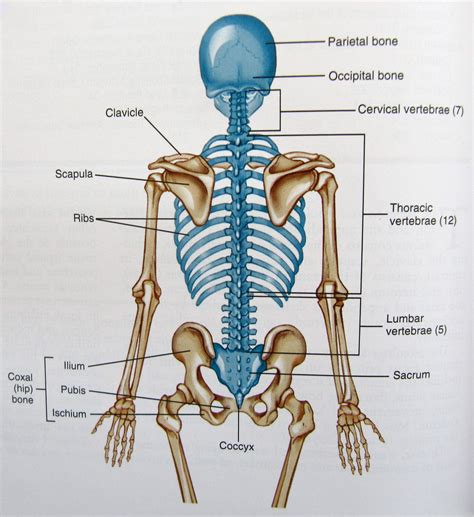 Back Bones Anatomy Human Skeleton Back Full Page Bw The Bones Of
