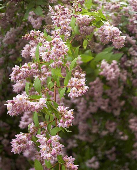 18 Spring Flowering Bushes That Wake Up Your Garden After Winter