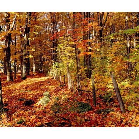 Posterazzi Dpi1802571large Autumn Trees Poster Print By David Chapman