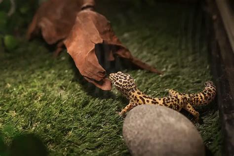 How To Setup A Leopard Gecko Habitat Home Interior Design