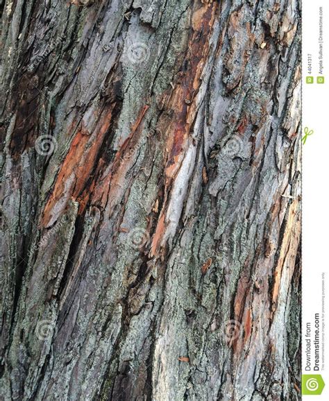 Peeling Maple Tree Bark Pattern Texture Close Up Stock
