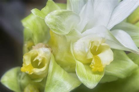 Blossom White Turmeric Flower Sprouting From The Stem Stock Image