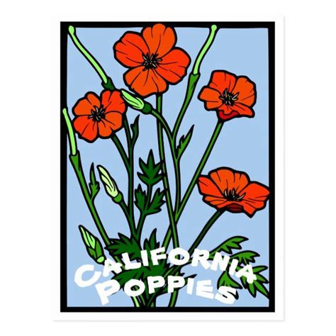 California Poppies Vintage Postcard Poppies California