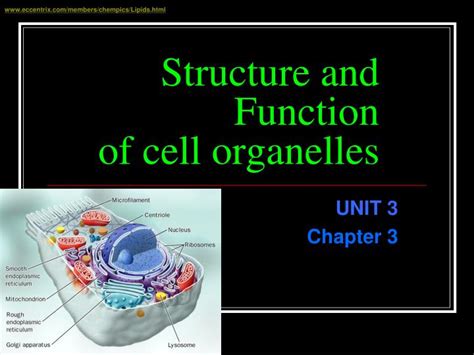 Ppt Structure And Function Of Cell Organelles Powerpoint Presentation
