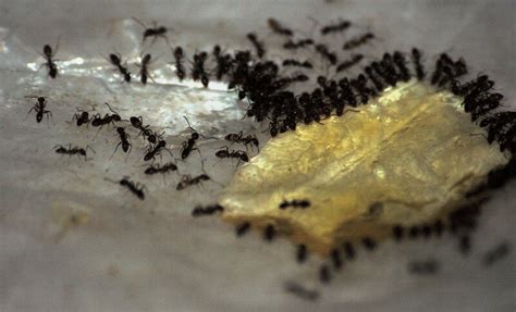 How To Eliminate Ants With Borax Ant Powder The Kitchen Professor