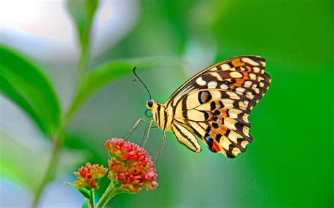 15 Colorful Butterfly Wallpapers For Desktop Magtemplates