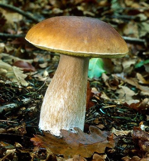Pacific Northwest Psychedelic Mushrooms Identification All Mushroom Info