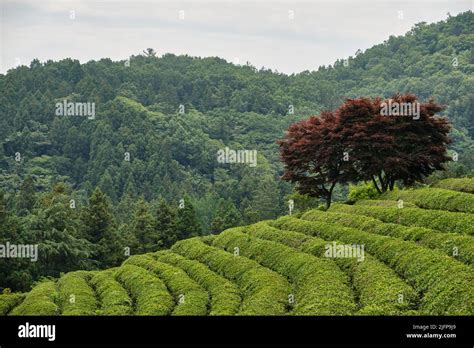 Tea Fields Of Green Tea Plantation In Boseong Town In Jeollanamdo