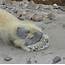 Polar Bear Foot By Mcphoto2bug  ViewBugcom