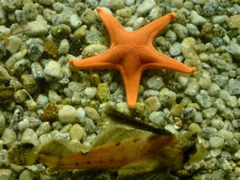 Free Images Orange Fish Fauna Starfish Coral Reef Invertebrate