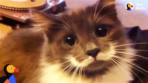 Hipster Cat Has The Coolest Mustache The Dodo Youtube