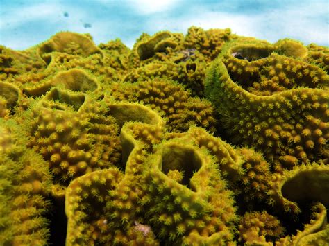 Free Images Sea Ocean Flower Underwater Botany Flora Coral Reef