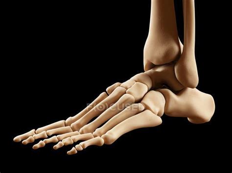 Huesos Del Pie Humano — Ilustración Biomédica Ordenador Stock Photo