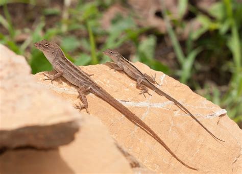 Sicb 2019 Sex Biased Gene Expression In Brown Anoles