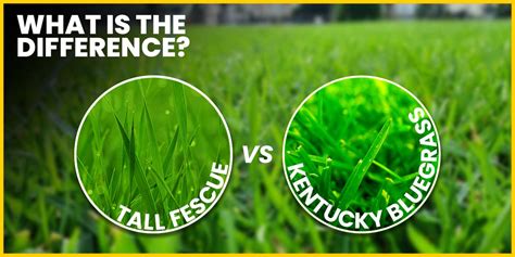 Tall Fescue Vs Kentucky Bluegrass What Is The Difference Bird And