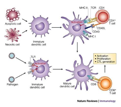 Figure 1 Helping The Cd8 T Cell Response Nature Reviews Immunology