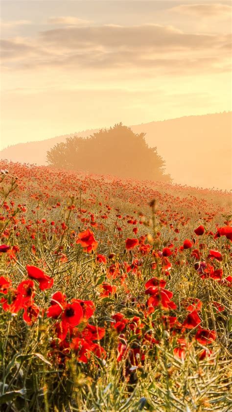 Beautiful Red Common Poppy Flowers Slope Field Mountain Background 4k