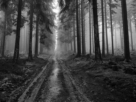 Forest Monochrome Trees Wallpapers Hd Desktop And Mobile Backgrounds