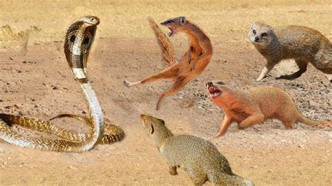 Mongoose Surprise About King Snake Venom When Challenging King Cobra