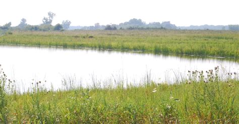 Celebrate American Wetlands Month With Special Webinar