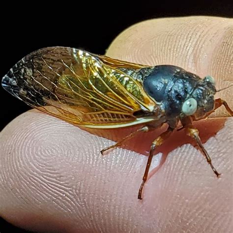 Are Blue Eyed Cicadas Worth Lots Of Money Heres Whats Snappenin