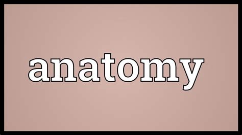 Anatomy Meaning Youtube
