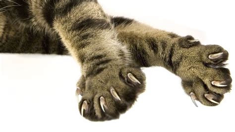 Cat Claws Anatomy Facts For Beginners Kitty Devotees