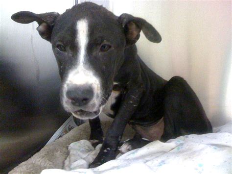 Pit Bull Puppy Used As Bait In Dog Fighting Ring Cbs News